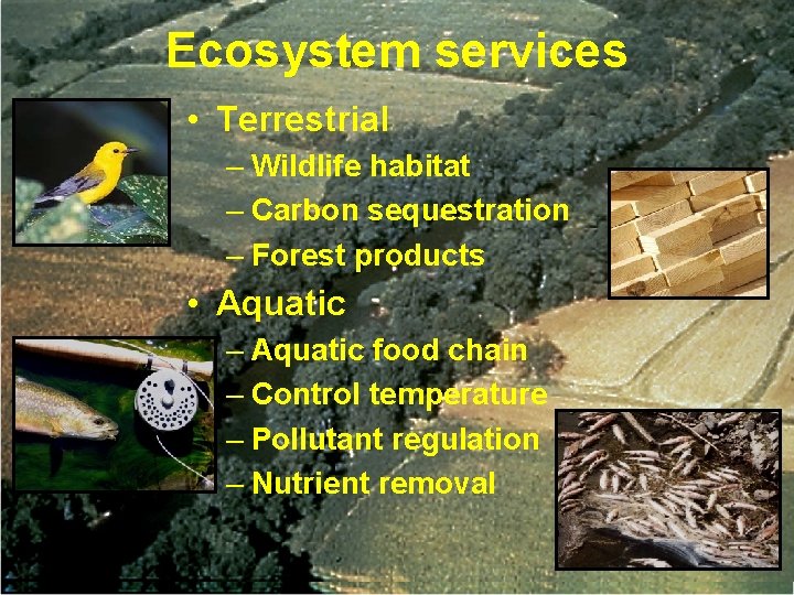 Ecosystem services • Terrestrial – Wildlife habitat – Carbon sequestration – Forest products •