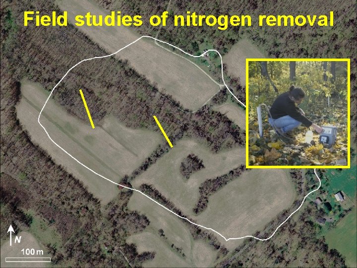 Field studies of nitrogen removal 