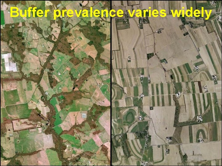 Buffer prevalence varies widely 