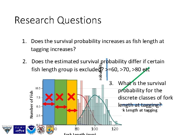 Research Questions 1. Does the survival probability increases as fish length at tagging increases?