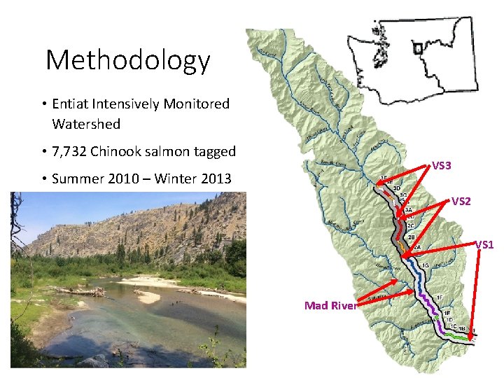 Methodology • Entiat Intensively Monitored Watershed • 7, 732 Chinook salmon tagged VS 3