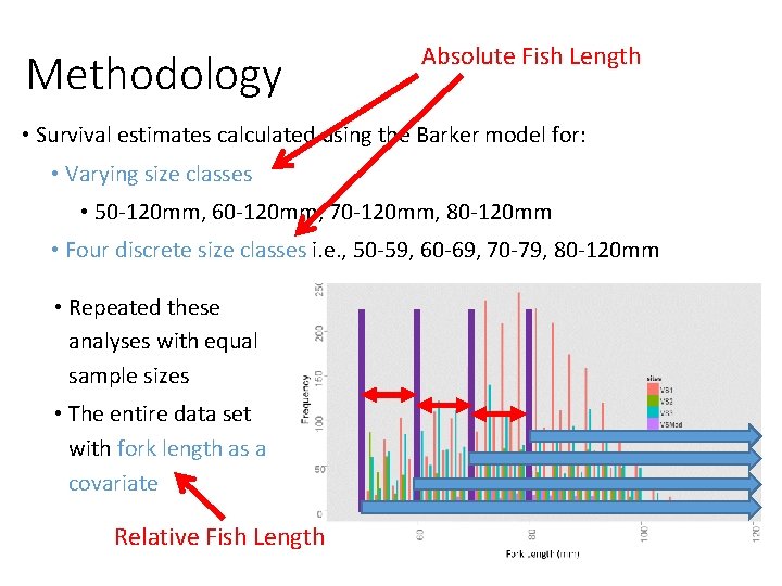 Methodology Absolute Fish Length • Survival estimates calculated using the Barker model for: •