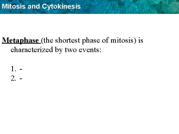 Mitosis and Cytokinesis Metaphase (the shortest phase of mitosis) is characterized by two events: