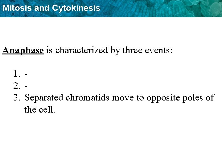 Mitosis and Cytokinesis Anaphase is characterized by three events: 1. 2. 3. Separated chromatids