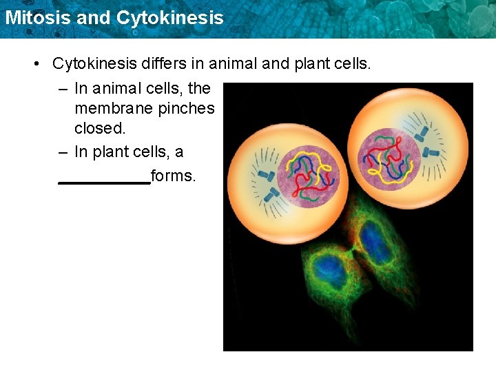 Mitosis and Cytokinesis • Cytokinesis differs in animal and plant cells. – In animal