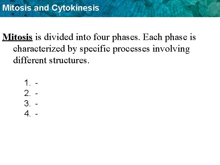 Mitosis and Cytokinesis Mitosis is divided into four phases. Each phase is characterized by