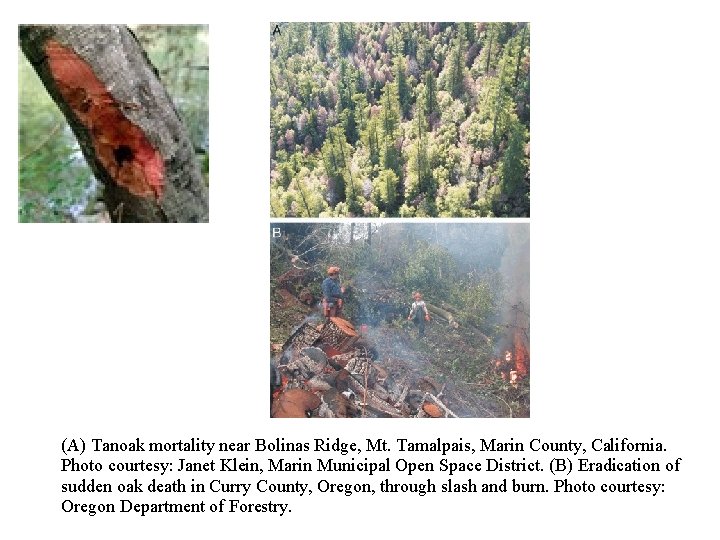 (A) Tanoak mortality near Bolinas Ridge, Mt. Tamalpais, Marin County, California. Photo courtesy: Janet