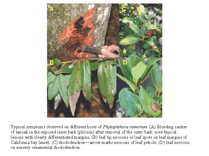 Typical symptoms observed on different hosts of Phytophthora ramorum. (A) Bleeding canker of tanoak