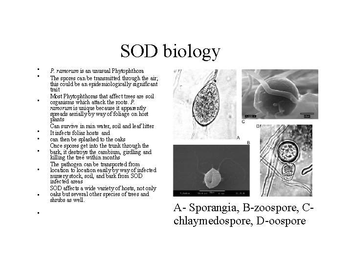 SOD biology • • • P. ramorum is an unusual Phytophthora The spores can