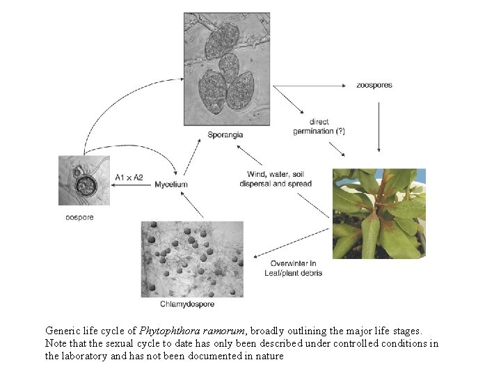 Generic life cycle of Phytophthora ramorum, broadly outlining the major life stages. Note that