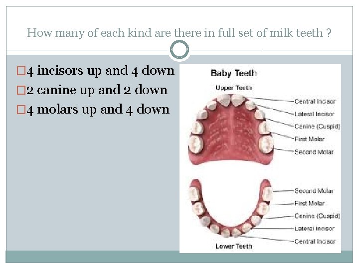 How many of each kind are there in full set of milk teeth ?