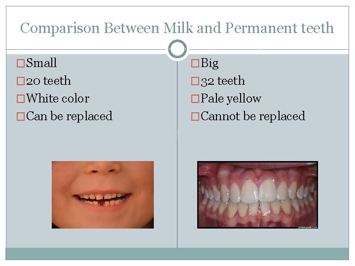 Comparison Between Milk and Permanent teeth �Small �Big � 20 teeth � 32 teeth