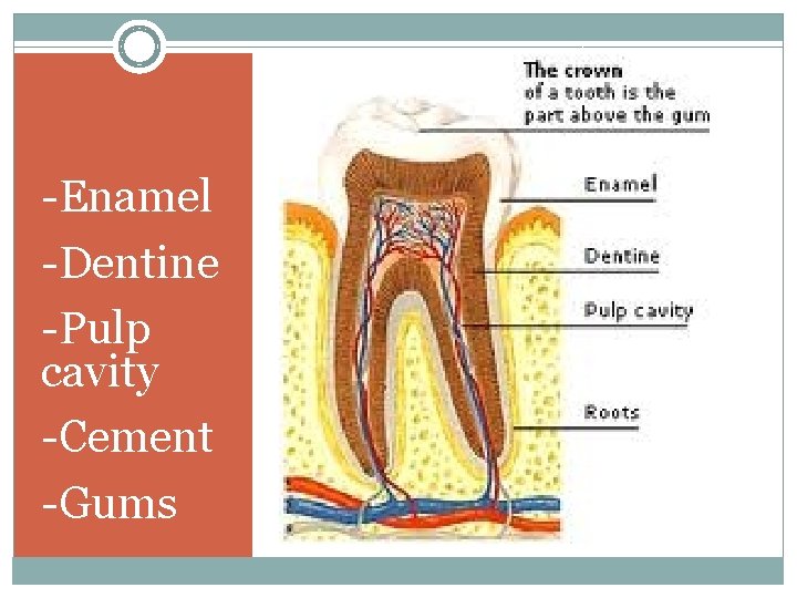 -Enamel -Dentine -Pulp cavity -Cement -Gums What is a Tooth made of? 