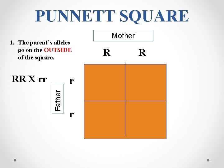 PUNNETT SQUARE 1. The parent’s alleles go on the OUTSIDE of the square. RR PUNNETT SQUARE 1. The parent’s alleles go on the OUTSIDE of the square. RR