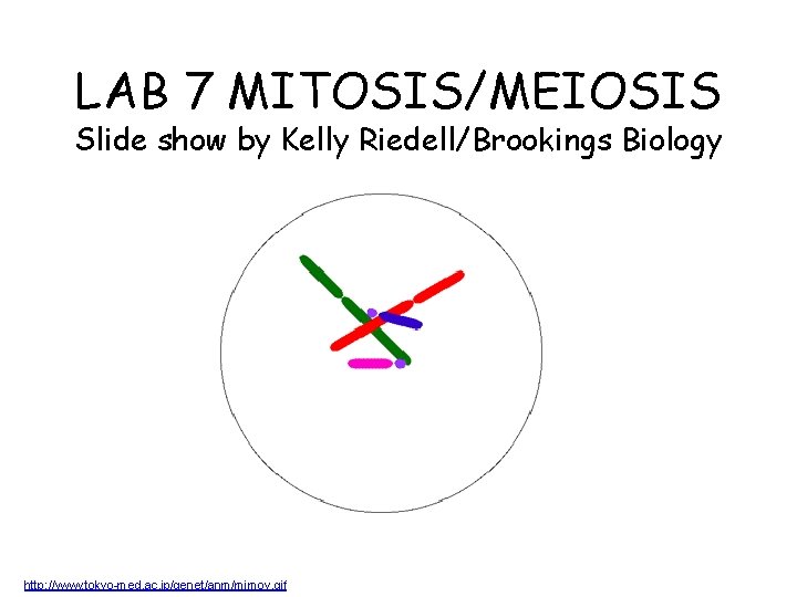 LAB 7 MITOSIS/MEIOSIS Slide show by Kelly Riedell/Brookings Biology http: //www. tokyo-med. ac. jp/genet/anm/mimov.