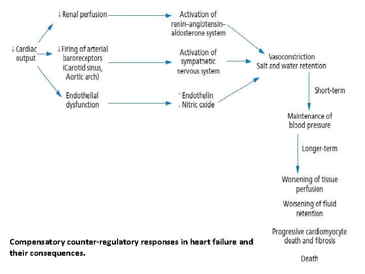 Compensatory counter-regulatory responses in heart failure and their consequences. 