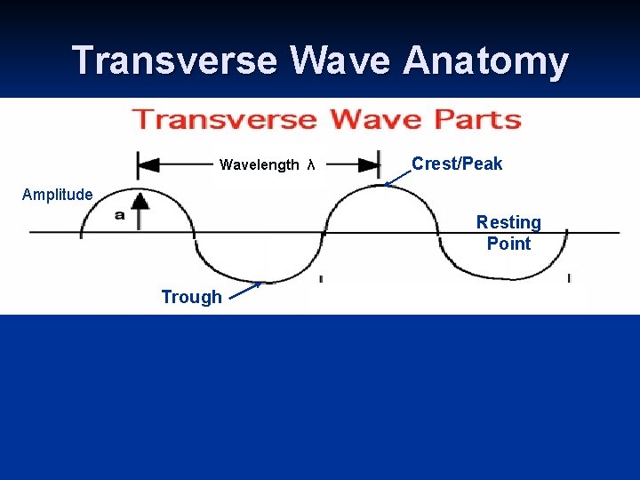 Transverse Wave Anatomy Wavelength λ Crest/Peak Amplitude Resting Point Trough 