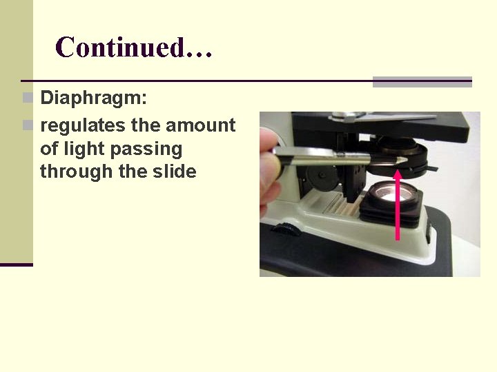 Continued… n Diaphragm: n regulates the amount of light passing through the slide 