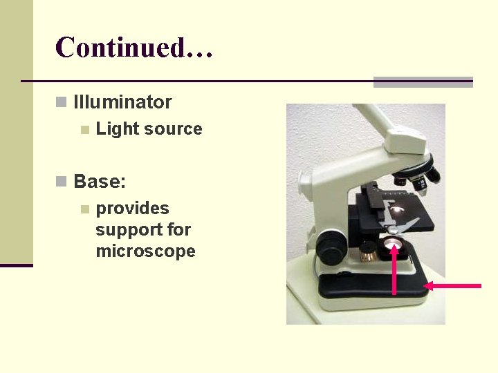 Continued… n Illuminator n Light source n Base: n provides support for microscope 