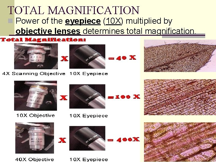 TOTAL MAGNIFICATION n Power of the eyepiece (10 X) multiplied by objective lenses determines