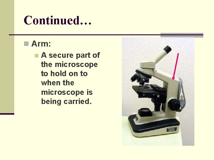 Continued… n Arm: n A secure part of the microscope to hold on to