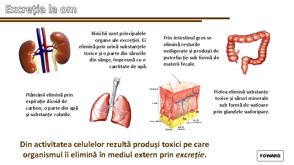 Excreția la om Rinichii sunt principalele organe ale excreției. Ei elimină prin urină substanțele