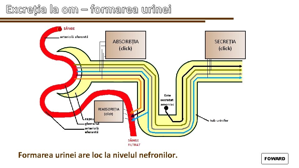 Excreția la om – formarea urinei ABSORBȚIA (click) SECREȚIA (click) REABSORBȚIA (click) Formarea urinei