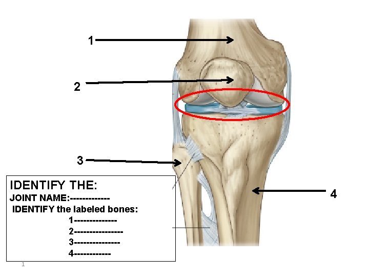 1 2 3 IDENTIFY THE: JOINT NAME: ------IDENTIFY the labeled bones: 1 -------2 --------3