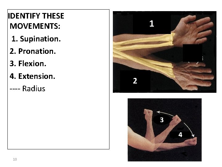 IDENTIFY THESE MOVEMENTS: 1. Supination. 2. Pronation. 3. Flexion. 4. Extension. ---- Radius 1
