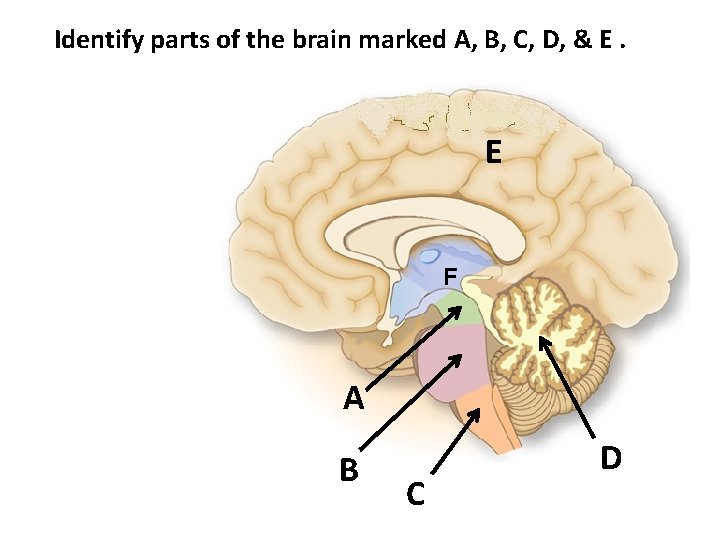 Identify parts of the brain marked A, B, C, D, & E. E F