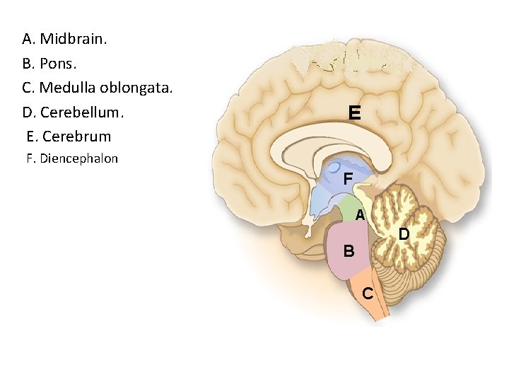 A. Midbrain. B. Pons. C. Medulla oblongata. D. Cerebellum. E. Cerebrum F. Diencephalon E