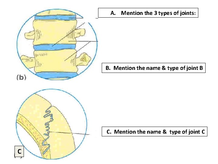 A. Mention the 3 types of joints: B. Mention the name & type of