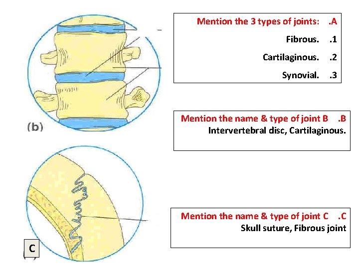 Mention the 3 types of joints: . A Fibrous. . 1 Cartilaginous. . 2