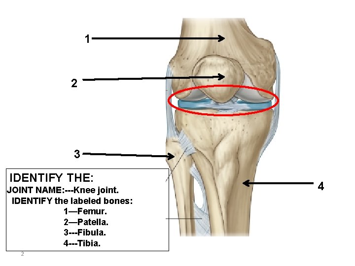 1 2 3 IDENTIFY THE JOINT NAME IDENTIFY