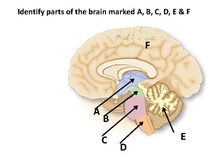 Identify parts of the brain marked A, B, C, D, E & F F