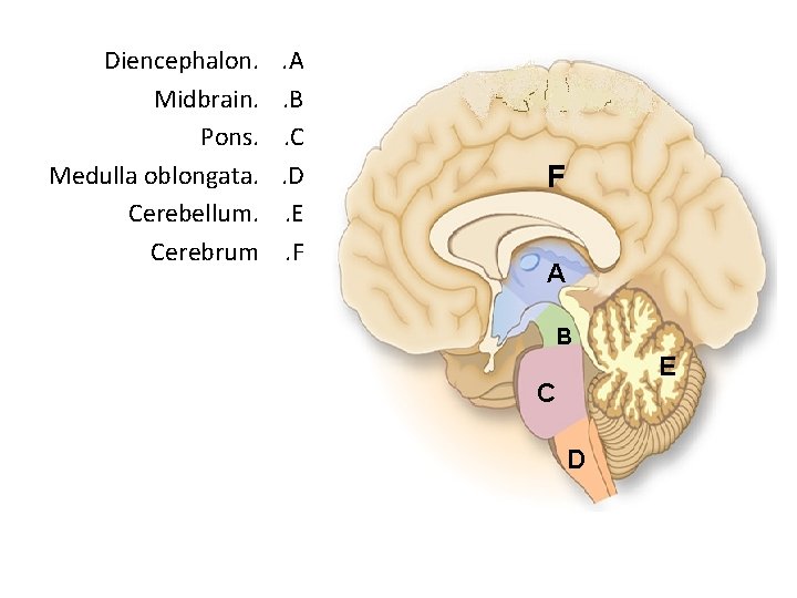 Diencephalon. Midbrain. Pons. Medulla oblongata. Cerebellum. Cerebrum . A. B. C. D. E. F