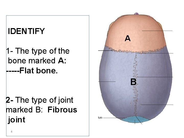 IDENTIFY A 1 - The type of the bone marked A: -----Flat bone. B