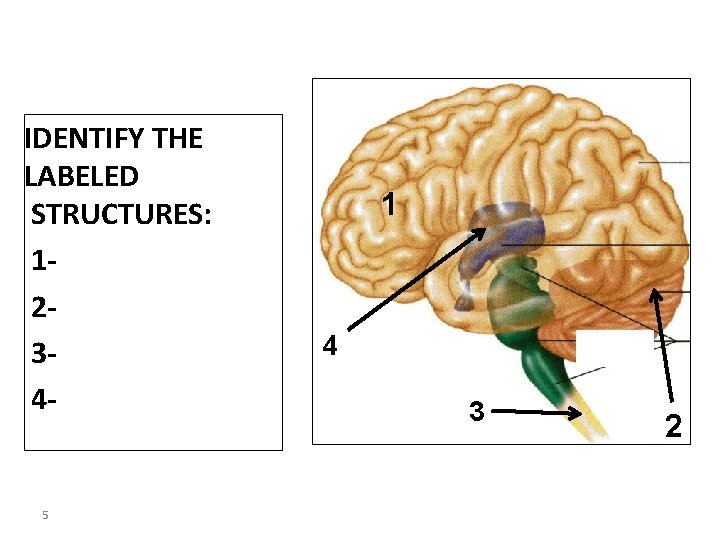 IDENTIFY THE LABELED STRUCTURES: 1234 - 5 1 4 3 2 