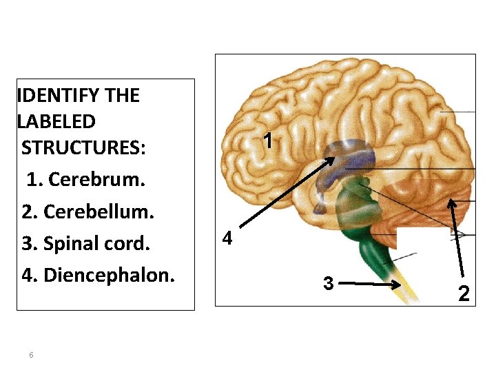 IDENTIFY THE LABELED STRUCTURES: 1. Cerebrum. 2. Cerebellum. 3. Spinal cord. 4. Diencephalon. 6
