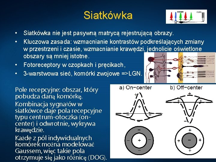 Siatkówka • • Siatkówka nie jest pasywną matrycą rejestrującą obrazy. Kluczowa zasada: wzmacnianie kontrastów