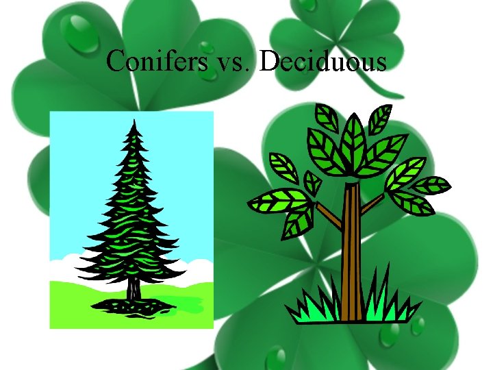 Conifers vs. Deciduous 