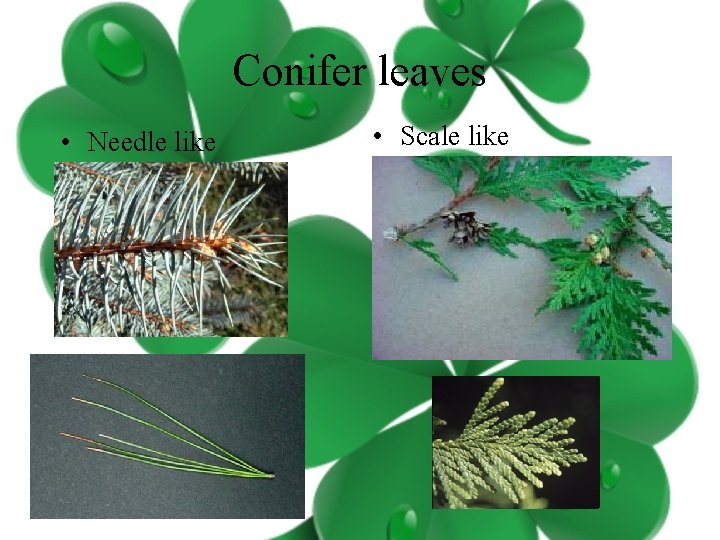 Conifer leaves • Needle like • Scale like 