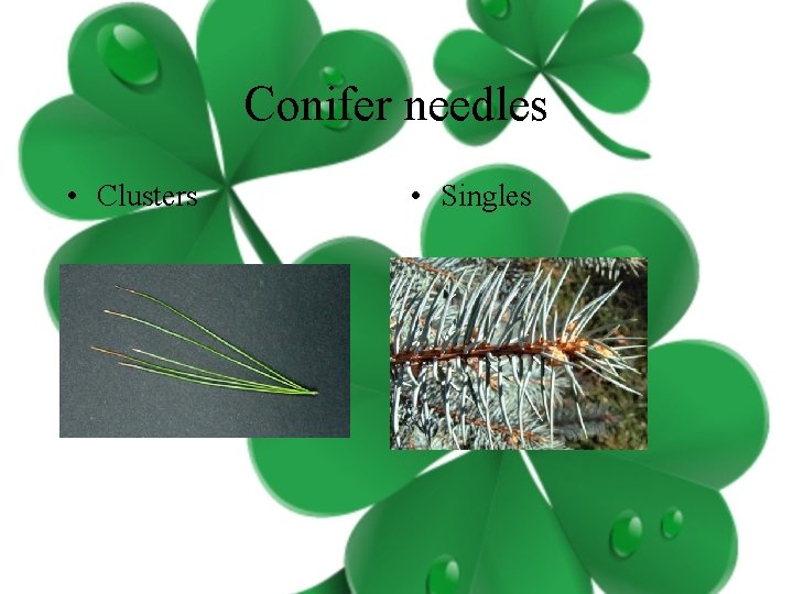 Conifer needles • Clusters • Singles 