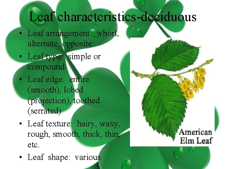 Leaf characteristics-deciduous • Leaf arrangement: whorl, alternate, opposite • Leaf type: simple or compound
