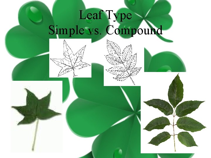 Leaf Type Simple vs. Compound 