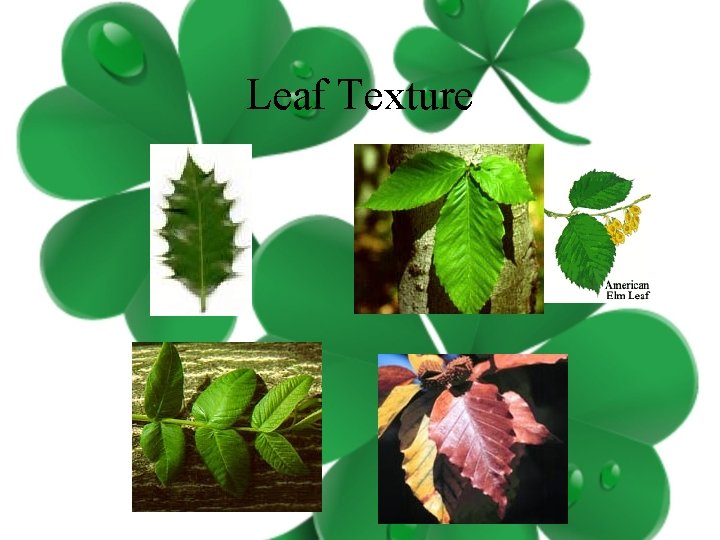 Leaf Texture 