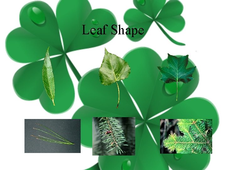 Leaf Shape 