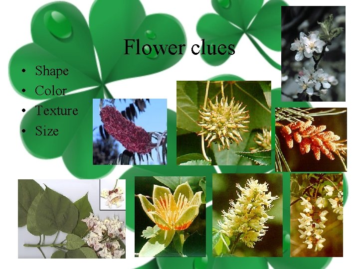 Flower clues • • Shape Color Texture Size 