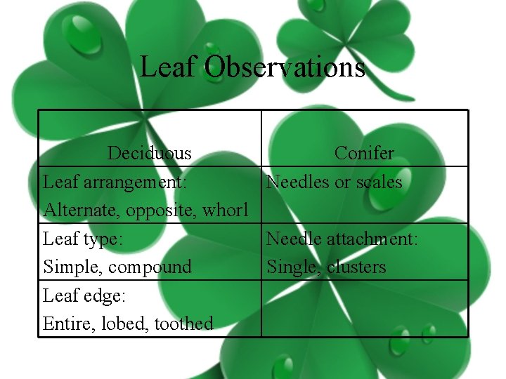 Leaf Observations Deciduous Conifer Leaf arrangement: Needles or scales Alternate, opposite, whorl Leaf type: