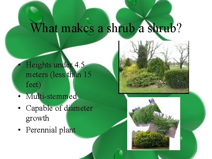 What makes a shrub? • Heights under 4. 5 meters (less than 15 feet)